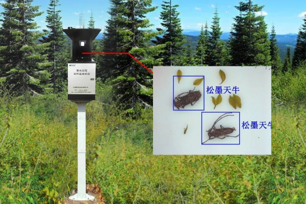 天牛監(jiān)測設備圖片2