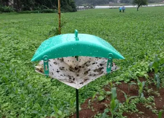 斜紋夜蛾誘捕器圖片