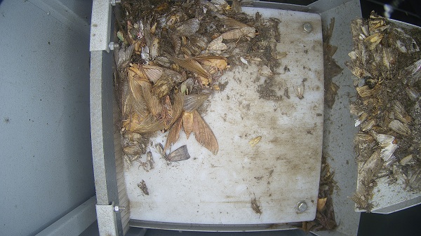 農(nóng)林重大病蟲(chóng)害圖片1