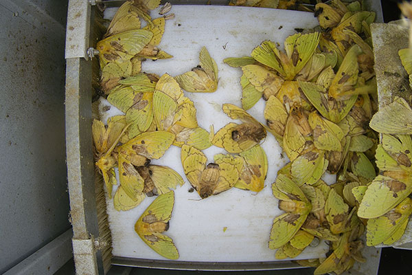 農(nóng)林重大病蟲(chóng)害圖片3